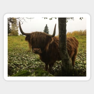 Scottish Highland Cattle Cow 2132 Sticker